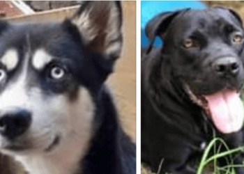 ძაღლებმა პატრონები სიკვდილს გადაარჩინეს