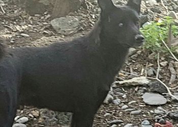 შეყვარებული ძაღლის საოცარი ისტორია – “ეს არის სრულიად გათახსირებული ძაღლი…”