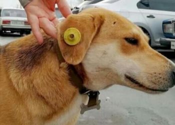 თუ ყურზე დამინახავთ ასეთ კლიპსს, ეს ნიშნავს, რომ მე ვარ მეგობრული, გასტერილებული და ჯანმრთელი