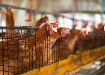 გურჯაანში ფრინველის დაცემის შემთხვევები დაფიქსირდა – ვეტერინარები ვითარებას სწავლობენ