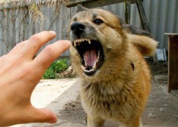 “ძაღლს და ბავშვს შეეწირა ის კაცი” – რა მოხდა ახალციხეში?