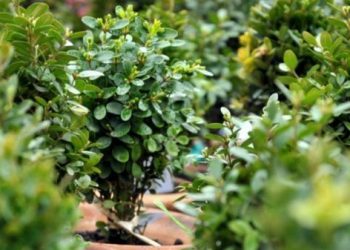 დღეს ბზობაა