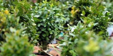 დღეს ბზობაა