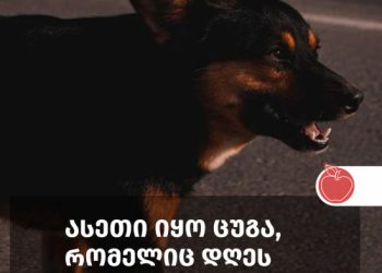 +18 (ფოტოები) – გორში ძაღლი წამებით მოკლეს და ქუჩაში დააგდეს