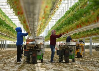 გერმანიაში, 500-ის ნაცვლად, საქართველოს 5 000 მოქალაქე დასაქმდება – დეტალები