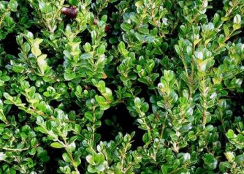 ბზის მოჭრაზე კონტროლი მკაცრდება