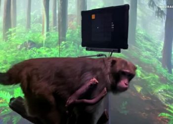 (ვიდეო) – ტვინში ჩანერგილი მიკროჩიპით მაკაკა კომპიუტერულ თამაშს თამაშობს