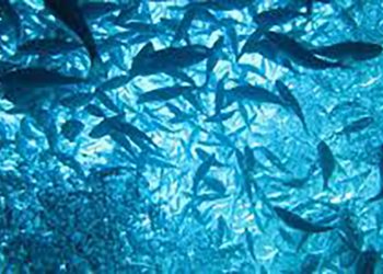 აკვაკულტურის ნებართვის გაცემის ახალი წესი – ვის არ დასჭირდება ნებართვის აღება?