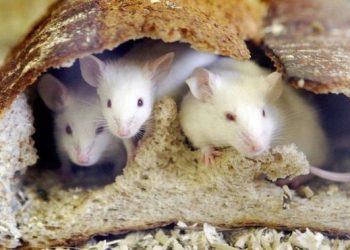 თაგვების შემოსევა ავსტრალიაში – “თუ სპეციალური საწამლავი არ შემუშავდა, ზარალი მილიონს მიაღწევს”