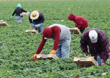 გერმანიაში დასაქმების პროგრამით ჩასული ქართველებს საშინელი პირობები დახვდათ – “3 ევროზე მეტს არ გვიხდიან, შეიძლება თანხა საერთოდ ვერ ჩამოიტანოს კაცმა”