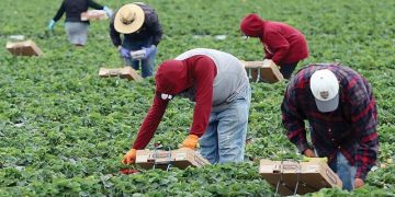 გერმანიაში დასაქმების პროგრამით ჩასული ქართველებს საშინელი პირობები დახვდათ – “3 ევროზე მეტს არ გვიხდიან, შეიძლება თანხა საერთოდ ვერ ჩამოიტანოს კაცმა”