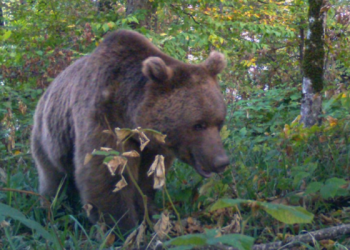 მომღიმარი მურა დათვი – ფოტო