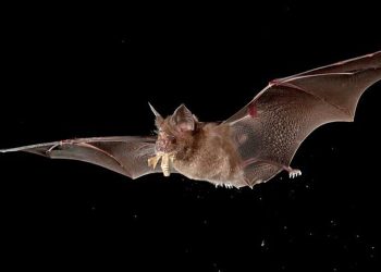 ქარელში ღამურამ ადამიანი დაკბინა