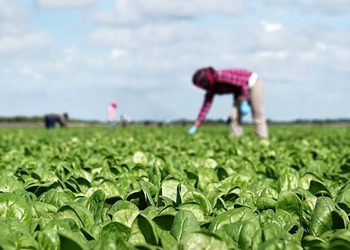 მოტყუებულები ვართ, პასუხი მოეთხოვოს მას, ვინც კონტრაქტი გააფორმა – ქართველები გერმანიიდან