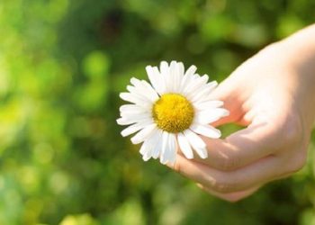 ქუთაისში „გვირილობას“ აღნიშნავენ