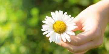 ქუთაისში „გვირილობას“ აღნიშნავენ