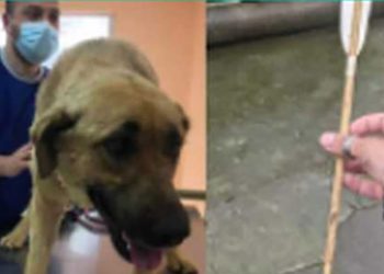 ,,ეს ლურსმანი სათესლე ჯირკვლიდან ამოუღეს” – ხელნაკეთი ისრები ძაღლების წინააღმდეგ