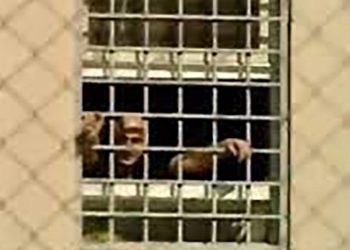 როდის დატოვებს ნიკა მელია ციხეს? – ადვოკატი