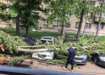 თბილისში ხე წაიქცა და მანქანებს დაეცა