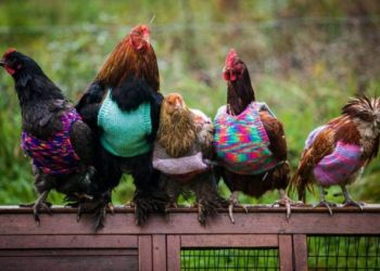 “არ აკოცოთ ქათმებს!” – CDC მოსახლეობას აფრთხილებს