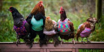 “არ აკოცოთ ქათმებს!” – CDC მოსახლეობას აფრთხილებს