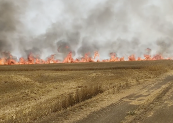 დედოფლისწყაროში ერთ ჰექტრამდე ხორბლის ყანა დაიწვა