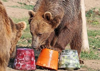 ფოტოები – “ტლეკენ და ტლეკენ” – “ცხოველური ნაყინები” თბილისის ზოოპარკის მობინადრეებისათვის