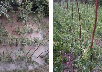 ფოტოები – დატბორილი და დასეტყვილი ნათესები კახეთში – “საწყალ კაცს ქვა აღმართში წამოეწიაო”