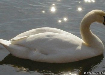 +18 – ფოტო – გედების ტბაზე გედები დაგლიჯეს და დაგლეჯილ გედებს პირბადეები შემოახვიეს – რა მოხდა ჭიათურაში?