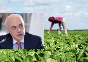 გერმანიაში დასაქმების პროგრამით წასული მოქალაქეების პრობლემები ისევ მოუგვარებელია – რა უთხრა მინისტრმა გერმანიის ელჩს?