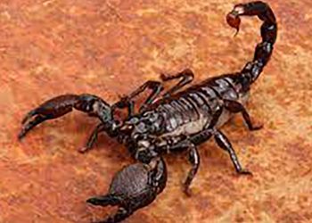 რა სიმპტომები ახასიათებს მორიელის ნაკბენს და რა შემთხვევაში უნდა მივმართოთ ექიმს?