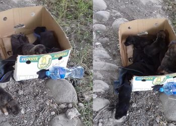 “არ ვიცი ამის გაკეთების შემძლე ხალხს გულის და ტვინის ადგილას რა აქვთ… გევედრებით დამეხმარეთ!”