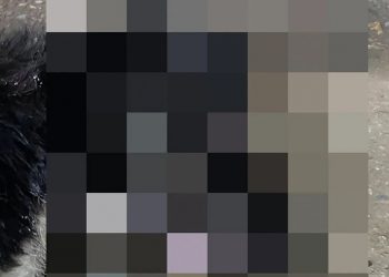 +18 – “ჩემ თვალწინ მოკლეს, დღის შუქზე, ბავშვების თვალწინ, კისტის თოფით… მძინარე წამებში მოკვდა…” – მარიამ ჭითანავა