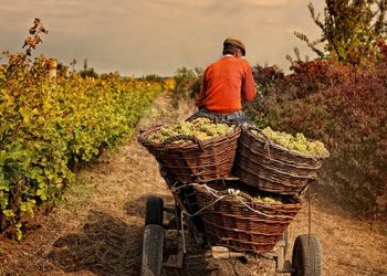 წინასაარჩევნოდ რთველის დაფინანსება 100 მილიონით, 138 მილიონ ლარამდე იზრდება