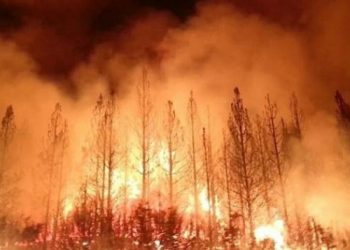 მასშტაბური ხანძრები ევროპაში – ეკოლოგები ხანძრებს კლიმატის ცვლილებას უკავშირებენ