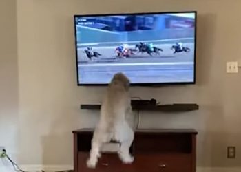 ვიდეო – ოთხფეხა გულშემატკივარი