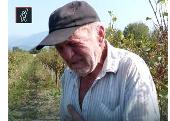 (ვიდეო) – განადგურებული ვენახის დანახვისას ატირებული კახელი გლეხი