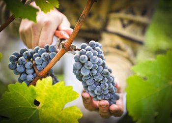 რთველი წელსაც დასუბსიდირდება – ირაკლი ღარიბაშვილი