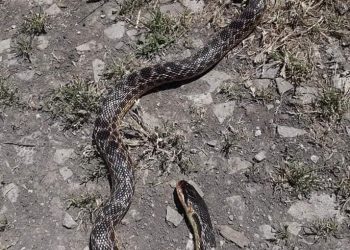 რუსთავში გველისგან დაკბენილ ერთ პაციენტს ანტიგიურზა დასჭირდა