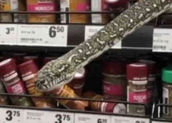 სიდნეიში სუპერმარკეტში მისულმა ქალმა თაროზე ცოცხალი გველი აღმოაჩინა