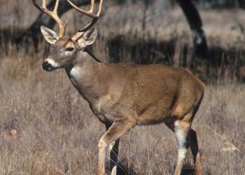 აშშ-ში კორონავირუსი ირმებს დაუდგინდათ