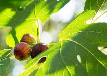 ლეღვის ნახარშით მიღებული დამწვრობებით ხეჩინაშვილის კლინიკაში 2 მოზარდი გადაიყვანეს