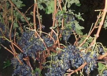 ძლიერი სეტყვა კახეთში და განადგურებული ვენახები – ფოტო