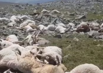 სამცხე-ჯავახეთში მეხმა 500-ზე მეტი ცხვარი მოკლა (ვიდეო)