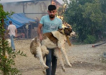 (ვიდეო) – ცეცხლის 125 კერა და ათასამდე დაშავებული – რა ვითარებაა თურქეთში ხანძრის მე-5 დღეს?