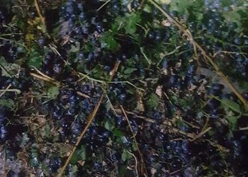 “სასწრაფოდ გახსენით ქარხნები და ეს დაზიანებული ყურძენი მაინც ჩააბარებინეთ ხალხს! ხელისუფლების არცერთი წარმომადგენელი და არ მოსულა ამ გაუბედურებულ ხალხთან” – ბოტკოველი