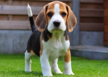 ,,თუ თქვენთვის ის უბრალოდ “ძაღლია რა” არ შეიძინოთ“ -აუცილებლად წასაკითხი