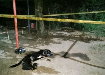 ზუგდიდში მამაკაცს, რომელმაც ძაღლი მოკლა, 1 წელი მიუსაჯეს