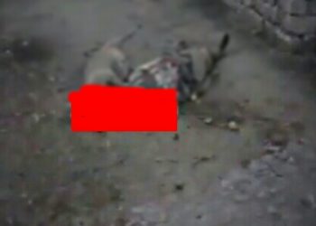 +18 (ვიდეო) –  “როგორ ამოხოცეს ადამიანები ოჩამჩირეში 1993 წელს” – გაფრთხილებთ, ვიდეო შეიცავს უმძიმეს კადრებს – “ოდიშინიუსი”