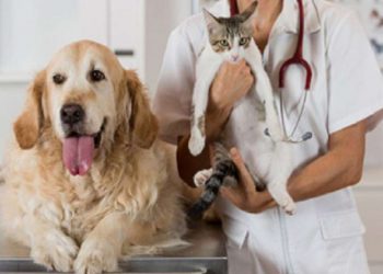 დღეს ცხოველთა მონიტორინგის სააგენტო შინაურ ცხოველებს ცოფზე უფასოდ აცრის